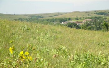 Wildflowers bloom in Konza Prairie's grasslands during summer